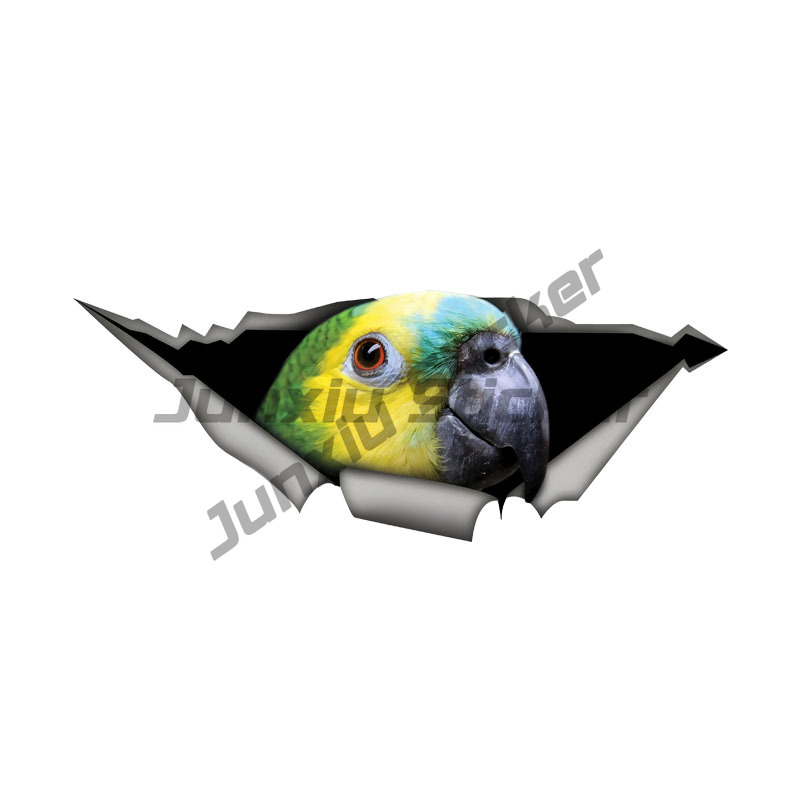 Car Accessories Amazon - Blue Fronted Amazon Parrot Car Stickers